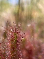 Drosera anglica