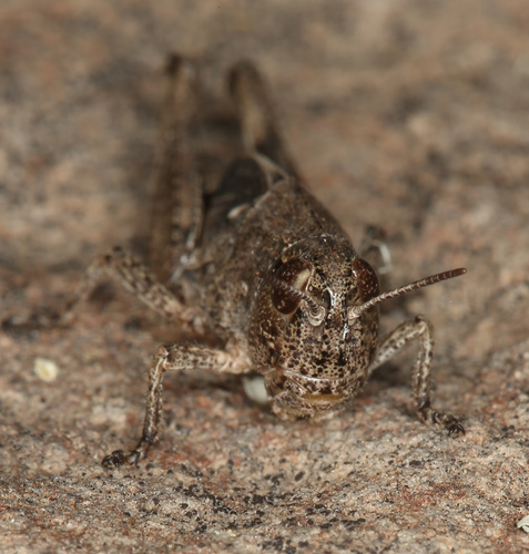 iNaturalist observation photo of Clear-winged Grasshopper
