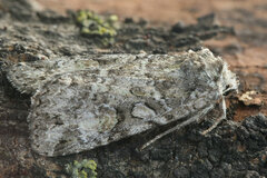 Anaplectoides pressus