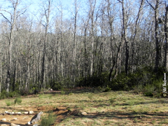 Nothofagus alessandrii