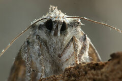 Anaplectoides pressus