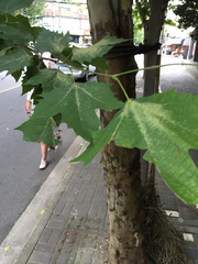 Platanus × hispanica