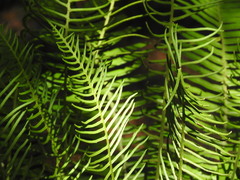 Plagiogyria pectinata