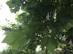 Platanus × hispanica