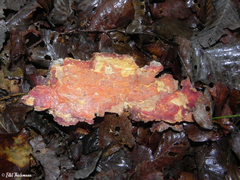 Nothofagus glauca