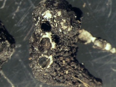 Xylaria feejeensis