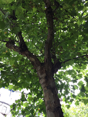 Platanus × hispanica