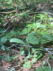 Platanthera clavellata