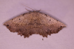 Euchlaena obtusaria