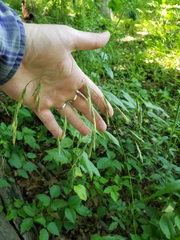 Bromus nottowayanus