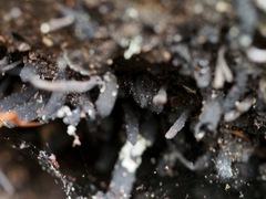 Xylaria feejeensis