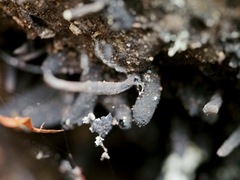 Xylaria feejeensis