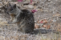 Otospermophilus beecheyi nesioticus
