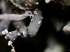 Xylaria feejeensis