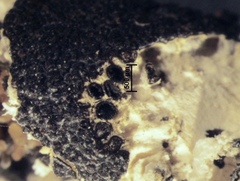 Xylaria feejeensis
