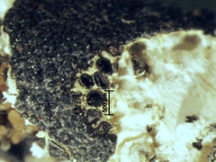 Xylaria feejeensis