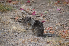 Otospermophilus beecheyi nesioticus