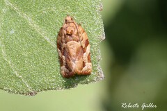 Argyrotaenia sphaleropa