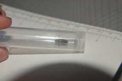 Photuris bethaniensis