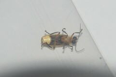 Photuris bethaniensis