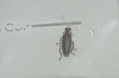Photuris bethaniensis