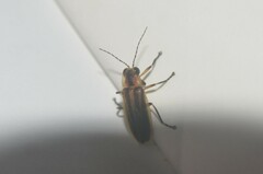 Photuris bethaniensis