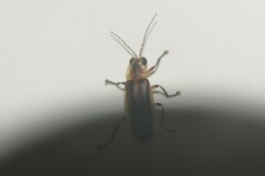 Photuris bethaniensis