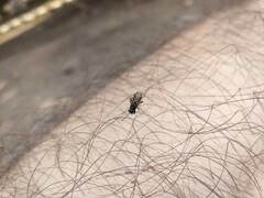 Ischnocoris angustulus