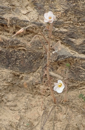 Image of Oxalis viscosa by (c) Nicola van Berkel, some rights reserved (CC BY-SA)