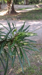 Codiaeum