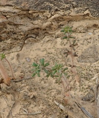 Oxalis viscosa