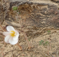 Oxalis viscosa
