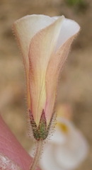 Oxalis viscosa