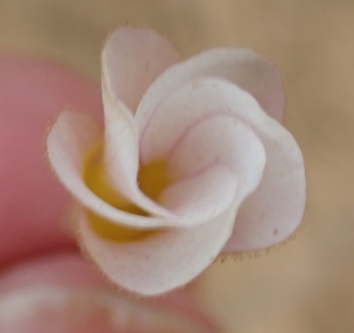 Image of Oxalis viscosa by (c) Nicola van Berkel, some rights reserved (CC BY-SA)