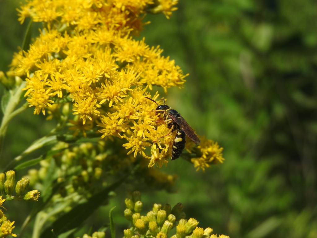 Ants, Bees, and Stinging Wasps from Hatfield, MA, USA on July 15, 2022 ...