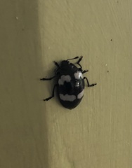 Barytopus lunulatus