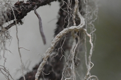 Usnea cavernosa