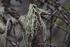 Evernia divaricata
