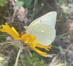Colias alexandra
