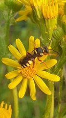 Nomada rufipes
