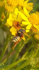 Nomada rufipes