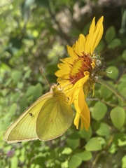 Colias alexandra
