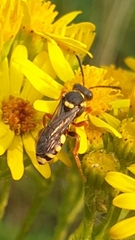 Nomada rufipes