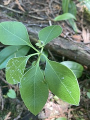 Polygaloides paucifolia