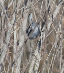 Polioptila dumicola