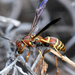 Hunter's Little Paper Wasp - Photo (c) Jimmy Smith, some rights reserved (CC BY-NC-ND)