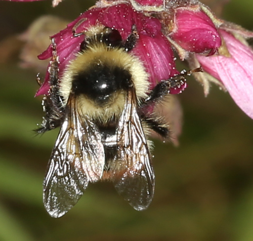 iNaturalist observation photo of Pyrobombus