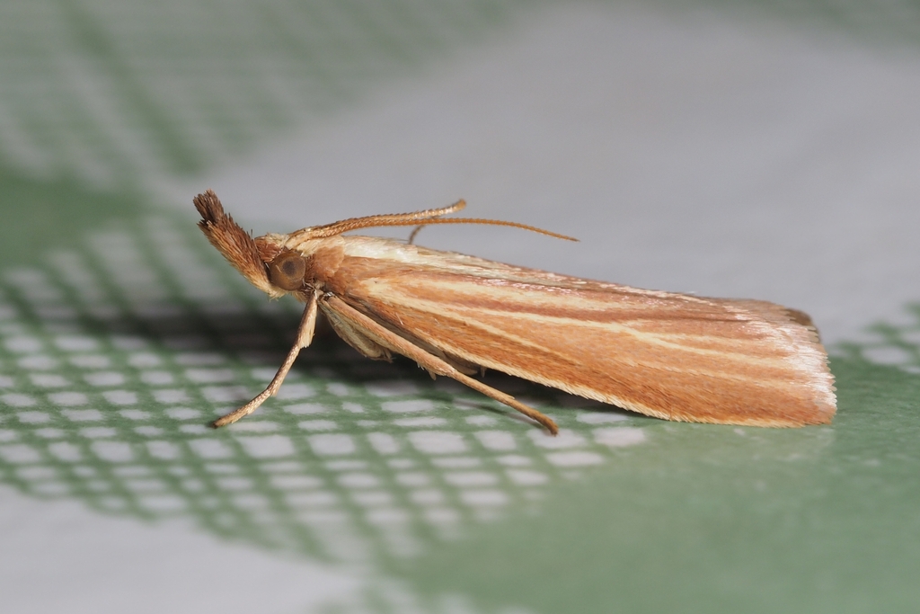 Hypsotropa vulneratella