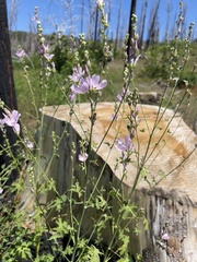 Sidalcea gigantea
