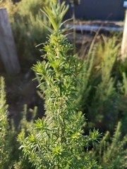 Cassinia aculeata aculeata